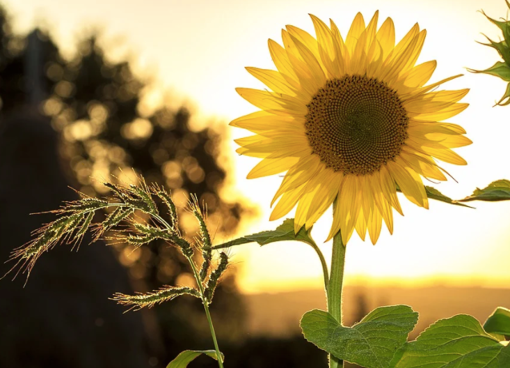 Sonnenblumen und Weizen sind besondere Symbole für Lammas