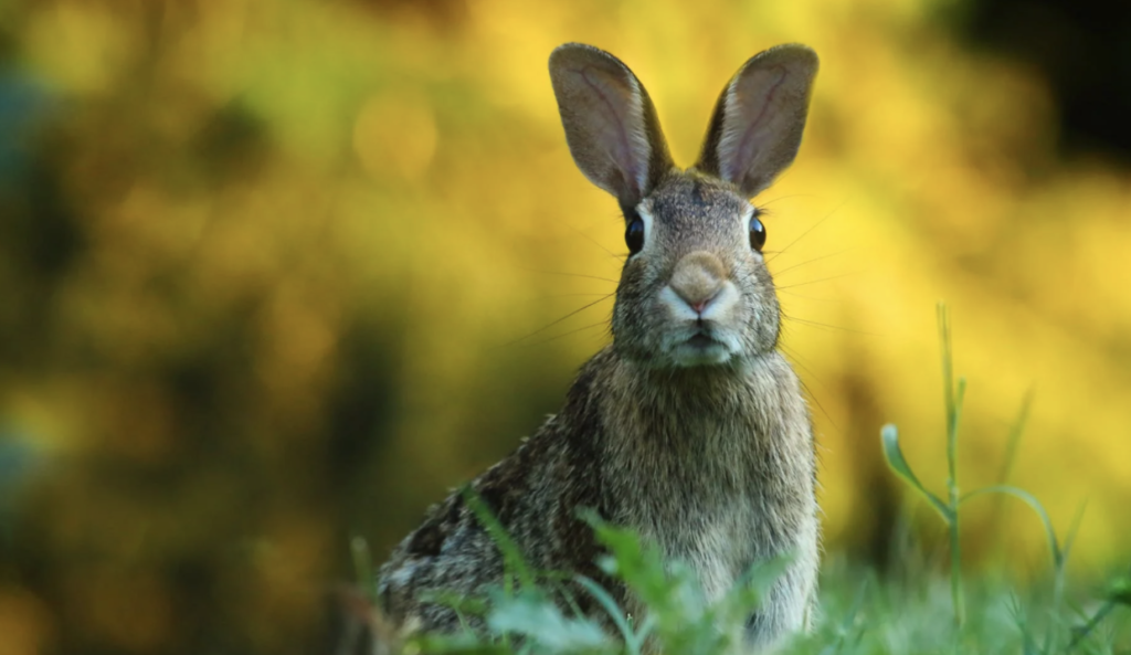 Ostara Ritual zum Erwachen der Natur