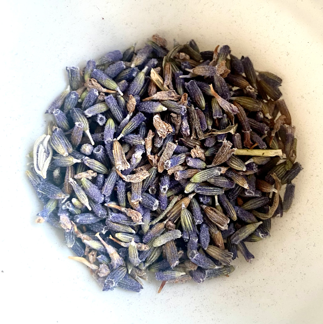Lavendel (Lavandula augustifolia) - Bio Qualität